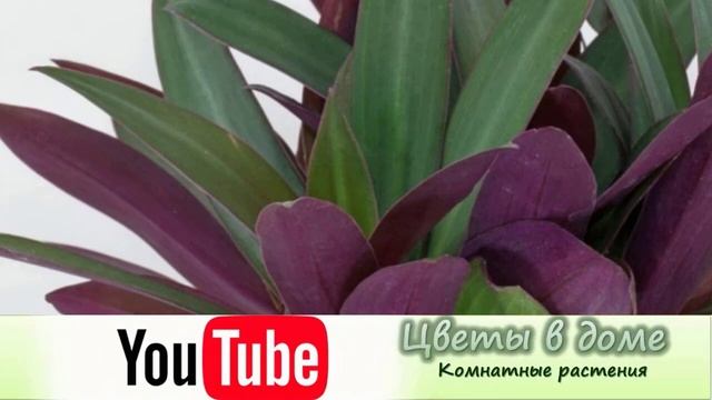 Как соблюдать правильный режим полива комнатных растений.