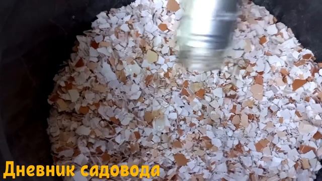 КАК БОРОТЬСЯ С МЕДВЕДКОЙ С ПОМОЩЬЮ ЯИЧНОЙ СКОРЛУПЫ. Борьба с медведкой яичной скорлупой