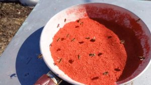 Весенняя подкормка красным острым перцем