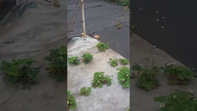 Агроволокно НА МОЕМ УЧАСТКЕ !! ОБЛЕГЧЕННАЯ ЖИЗНЬ ? смотреть онлайн