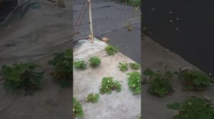 Агроволокно НА МОЕМ УЧАСТКЕ !! ОБЛЕГЧЕННАЯ ЖИЗНЬ ?