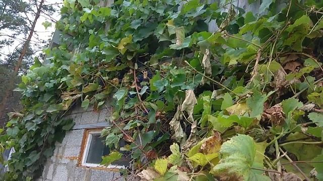 Виноград Изабелла