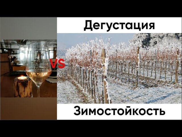 Обледенение. Зимостойкость винограда - что входит в это понятие? Гастроужин в Галерее.