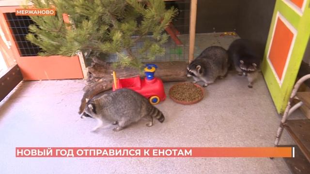 Мержановские еноты получили новые подстилки из переработанных новогодних елей