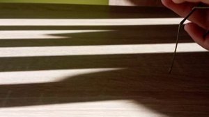 Дыбка степная тигр среди кузнечиков, гигантский хищник, Никита Нюняев (11 лет), Южный, Одесса 2021