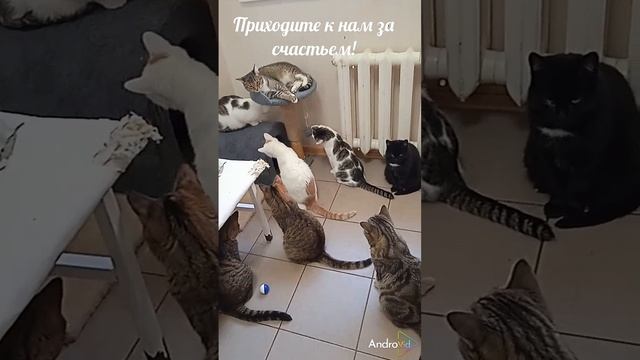 Коты-Обормоты.mp4