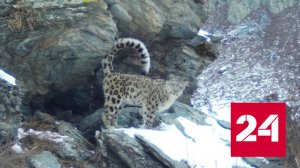 На видео попали игры котят снежного барса - Россия 24
