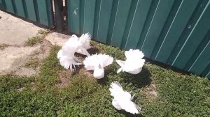 Голуби павлины 2023 г