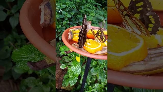 ENGLAND. ЗДЕСЬ ЖИВЁТ МНОГО РЕДКИХ БАБОЧЕК. RARE BUTTERFLY