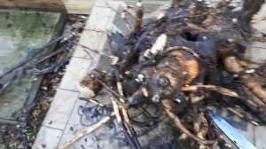 Собираю и использую Девясил.