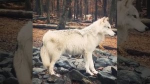 Вой белого волка