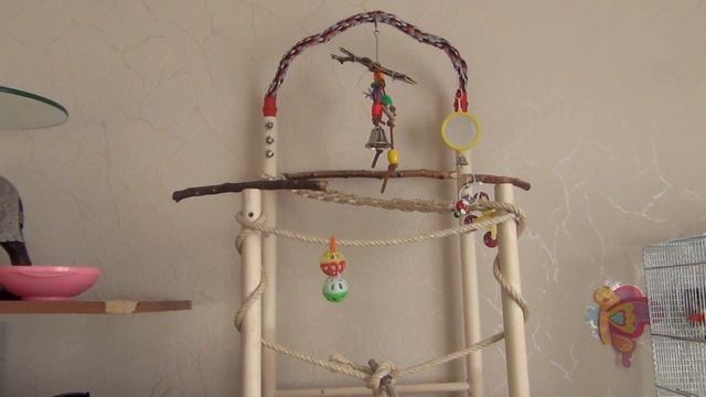 Содержание волнистых попугаев смотреть онлайн