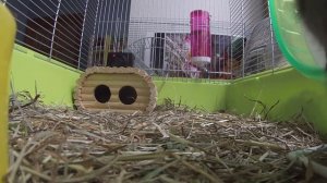 ЧИЛИЙСКИЕ БЕЛКИ ДЕГУ - БЛОГГЕРЫ