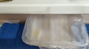 Посадка болгарского перца на рассаду от замачивания семян до высадки в грунт.