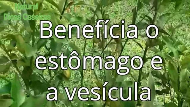 7 RAZÕES PELAS QUAIS VOCÊ DEVE COMER ESSA FRUTA DIARIAMENTE смотреть онлайн