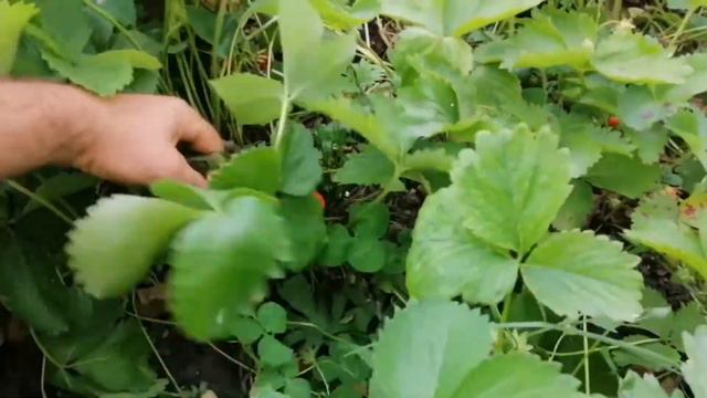 Этот сорт клубники устали собирать. смотреть онлайн