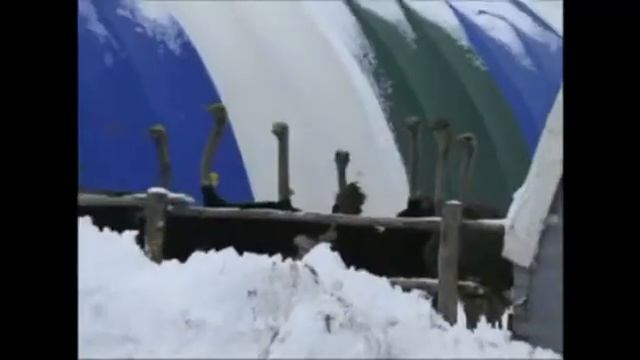 Страусы в Агро Союзе смотреть онлайн