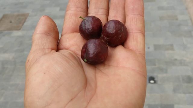 Strawberry Guava (Psidium cattleianum) tastes amazing смотреть онлайн