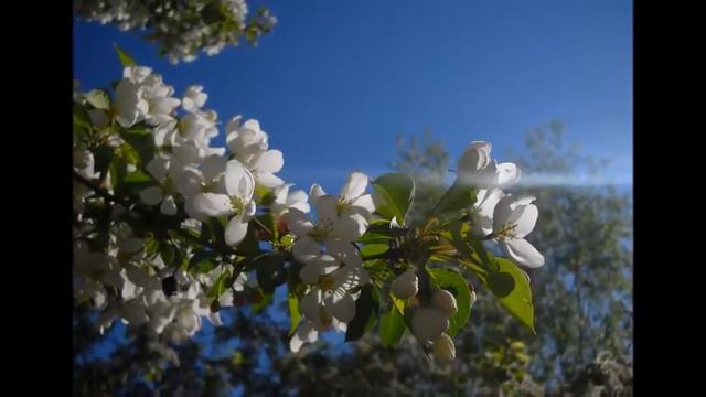 2015 2016 Весна Мелодия души Игорь К смотреть онлайн