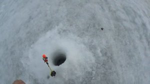 КЛЕВАЯ РЫБАЛКА НА КОМБАЙНЫ! ЛОВЛЯ ЛЕЩА...