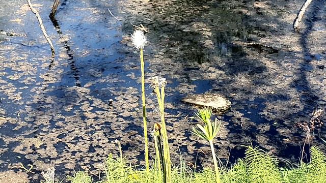 Майский пруд смотреть онлайн