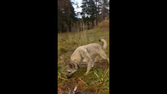 НогинНогинский муниципальный приют для животных В приюте вас ждёт шикарная белая овчарка смотреть онлайн