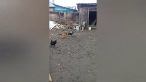 Бои петухов ( брама против местного )