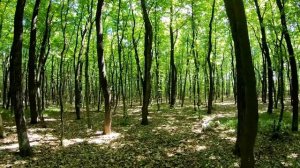 В ДУБОВЫЙ ЛЕС за ГРИБАМИ. Ищем первые БЕЛЫЕ ГРИБЫ, лес, каньон, природа!