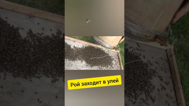 Рой заходит в улей #4 #shorts