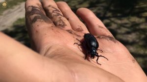 В ПОИСКАХ МЕСТА СРАЖЕНИЯ С НАПОЛЕОНОМ! Коп в лесу по историческим местам | Золотое хобби