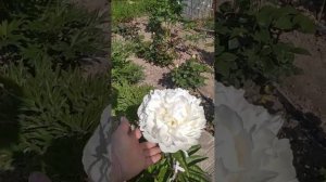 Новинка мого саду, піон Амалія Олсен