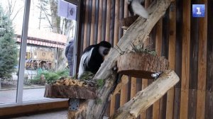 Королевские колобусы поселились в Бахчисарайском парке миниатюр