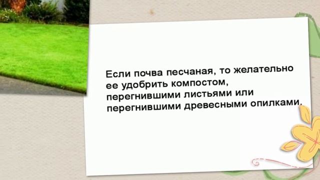 Чем удобрять газон летом смотреть онлайн