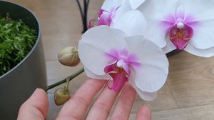 ДЕНЬ НАЧАЛСЯ С КРАСАВИЦЫ ОРХИДЕИ "МОУШЕН"💝 НЕЖИТСЯ В ЗАКРЫТОЙ СИСТЕМЕ