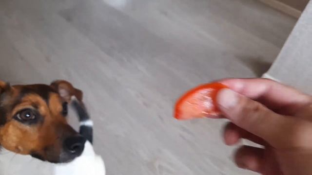 Собака ЖЖЕТ!!! ЕСТ ОГУРЦЫ, ПОМИДОРЫ, ЛУК... Зачем ОНА это делает? смотреть онлайн