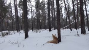 Переезд в другое зимовье. Охота на соболя 11