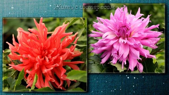 Коллекция Георгин ? Лето 2021 года ? Фото смотреть онлайн