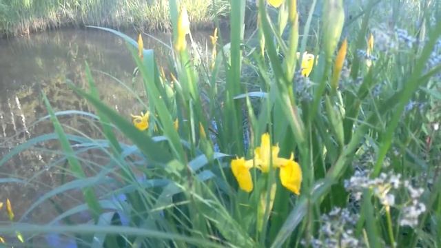 Цветы Водяные ирисы у пруда на даче смотреть онлайн