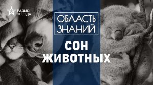 Что снится котикам и лошадям? Лекция Лекция биолога-физиолога Владимира Ковальзона.