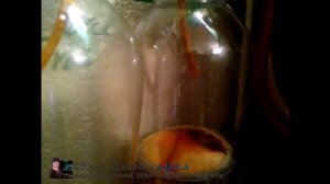 Генератор Углекислого газа СО2 на Лимонной кислоте и Соде.  Как это работает.