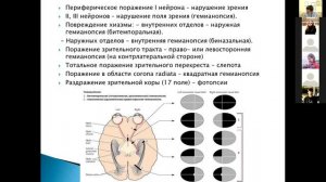 14. Зрительный  путь (анализатор)