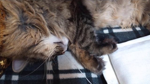 пушистому котику снятся сны смотреть онлайн