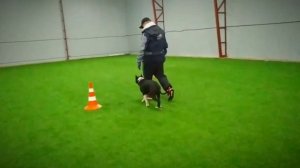 ТРЕНИРОВКА АМСТАФФА. ПОСЛУШАНИЕ