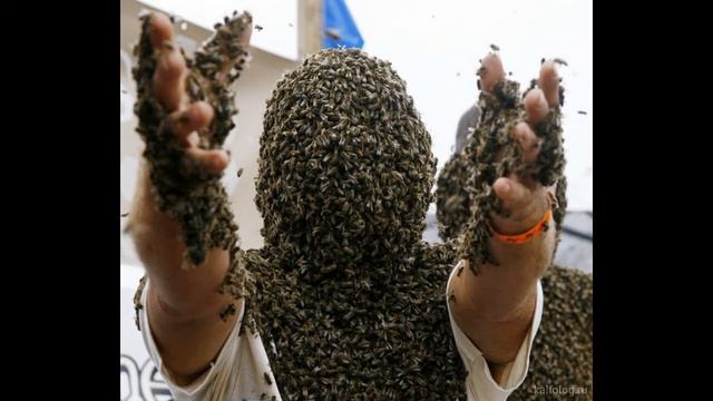 Пчелиный яд. Методика апитерапии, пчела и здоровье человека.