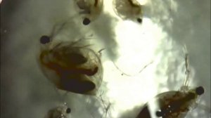 Корм для рыб через электронный микроскоп. Дафнии и циклопы из пруда.