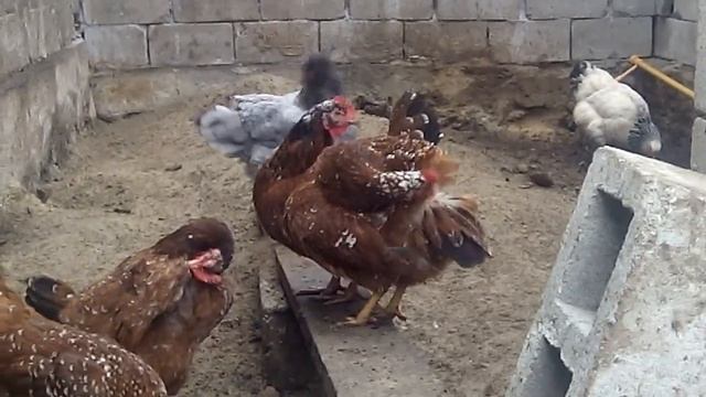 ДЖЕРСИЙСКИЙ ГИГАНТ и ЛИВЕНСКАЯ СИТЦЕВАЯ ПОРОДА КУР. КТО ЛУЧШЕ? МОЙ ОПЫТ..5 січня 2020 р. смотреть онлайн