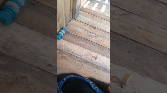 обзор на шлейку и потяг