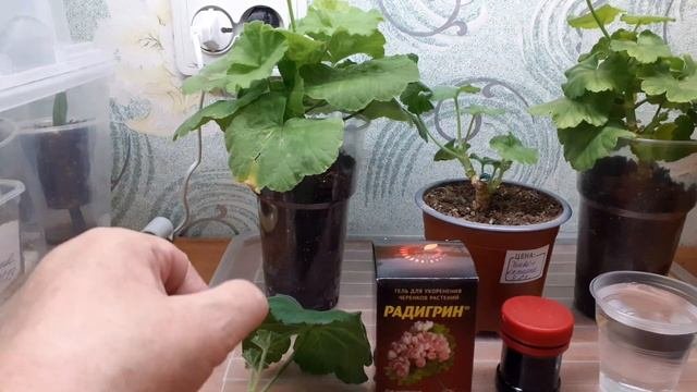 Пеларгония розебудная.Черенок.Новый метод укоренения.