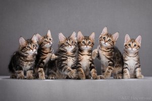 Фотосессия котят породы курильский бобтейл