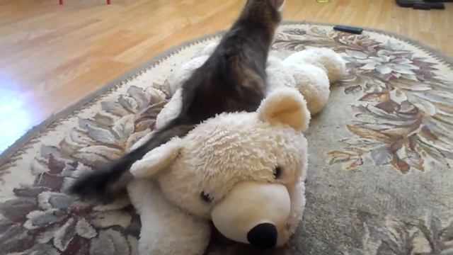 массаж для мишки смотреть онлайн